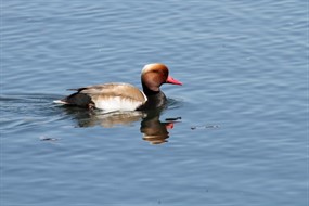 绿头鸭浮水图片